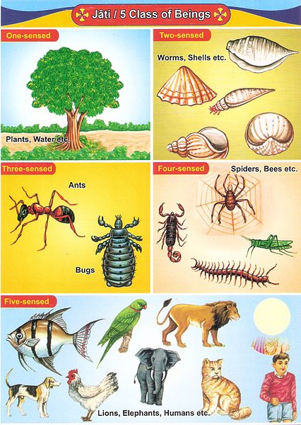 Classification des êtres vivants selon leurs sens